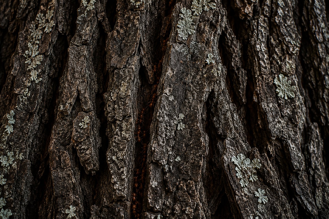 Karanj tree bark and foliage