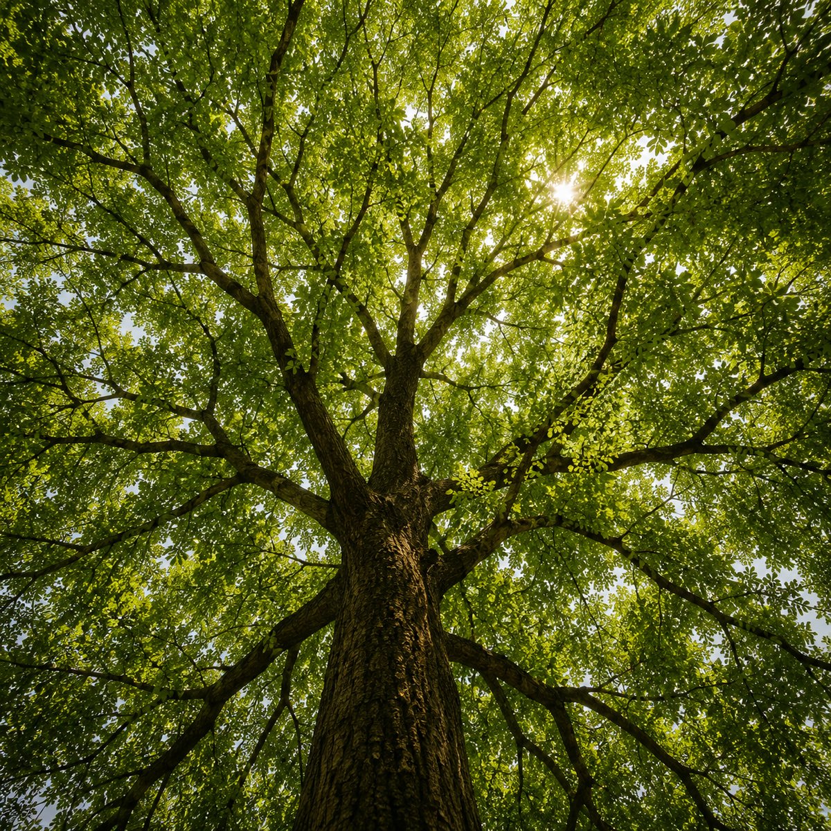 Looking up through a mature tree canopy, sunlight filtering through dense green leaves